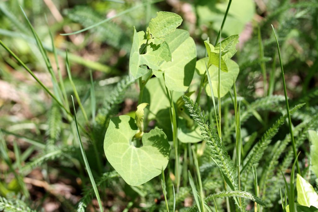 Bruchi di Zerynthia polyxena